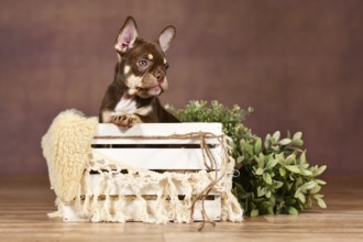 New Schade Mocca Orange Tan colored French Bulldog puppy in box with boho decor in front of brown