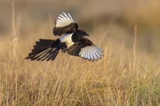 European magpie (Pica pica), flight photo, Hides de El Taray / Raptor Hide, Villafranca de los