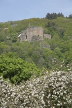 View of Oberstein Castle and medieval fortress on the mountain, flowers, Idar-Oberstein, Hunsrück,