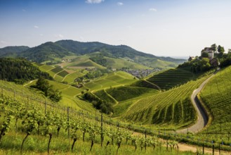 Vineyards and Staufenberg Castle, Durbach, Ortenau, Black Forest, Baden-Württemberg, Germany,