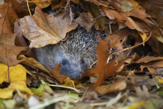 European hedgehog (Erinaceus europaeus) adult animal amongst fallen autumn leaves, Suffolk,