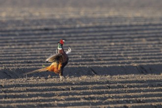 Common pheasant, ring-necked pheasant (Phasianus colchicus) male, cock flapping wings on potato