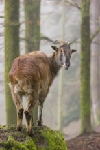 A female Himalayan Tahr (Hemitragus jemlahicus) stands in the forest on a foggy day