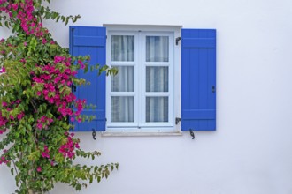 Window with blue shutters and bougainvillea or triplet flower (bougainvillea), Paros, Klyklades,