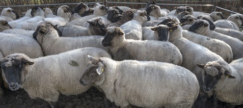 Crowded black-headed domestic sheep (Ovis gmelini aries) in a pen, Mecklenburg-Western Pomerania,