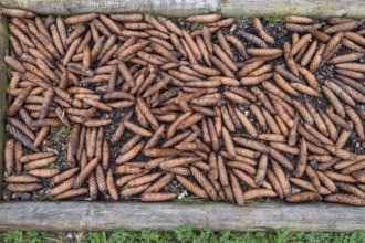 Pool filled with spruce cones (Picea) in the Experience Field of the Senses, Doos, Upper Franconia,