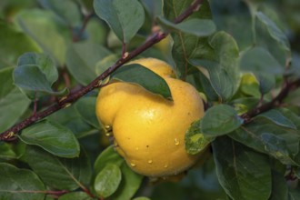 Ripe quince (Cydonia oblonga) on a tree, Mecklenburg-Western Pomerania, Germany, Europe