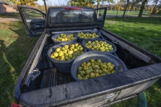 Freshly harvested quinces (Cydonia oblonga) in tonnes on a pickup truck, Mecklenburg-Vorpommern,