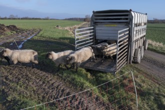 Black-headed domestic sheep (Ovis gmelini aries) run from the trailer to the pasture,