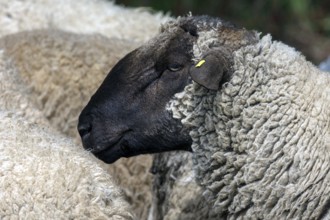 Portrait of male black-headed sheep (Ovis aries Linnaeus), Mecklenburg-Western Pomerania, Germany,