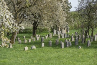 Flowering cherry trees (Prunus avium) in the Jewish cemetery, laid out in 1734, last burial in