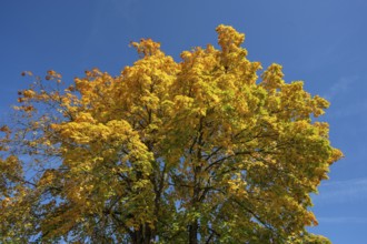 Maple tree (Acer) in autumn colours, blue sky, Bavaria, Germany, Europe