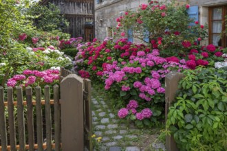 Hydrangea in bloom in the front garden of an old Franconian farmhouse, Ödenberg, Middle Franconia,