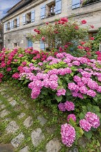 Hydrangea in bloom in the front garden of an old Franconian farmhouse, Ödenberg, Middle Franconia,