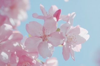 Close up of a beautiful light pink cherry blossom flower on tree in early spring on blurry blue sky