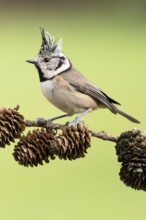 Crested Tit (Lophophanes cristatus) sitting on a lark branch covered with cones, North