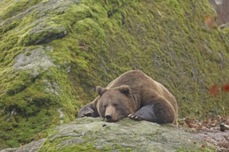 Brown bear, Ursus arctos, Bavarian Forest National Park, Bavaria, Germany, Captive, Europe