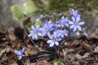 Liverwort (Hepatica nobilis), North Rhine-Westphalia, Germany, Europe