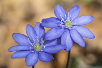 Liverwort (Hepatica nobilis), North Rhine-Westphalia, Germany, Europe