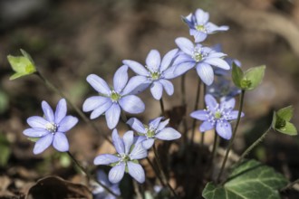 Liverwort (Hepatica nobilis), North Rhine-Westphalia, Germany, Europe