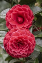 Camellia flower (Camellia japonica Hybride), Emsland, Lower Saxony, Germany, Europe