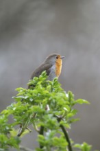 European robin (Erithacus rubecula) on curved branch with freshly sprouted green leaves in spring,