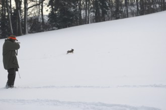 Hunter shoots a fleeing hare (Lepus europaeus) in the snow, Lower Austria, Austria, Europe