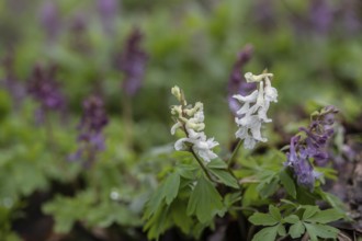 Hollow larkspur (Corydalis cava), Bad Iburg, Lower Saxony, Germany, Europe