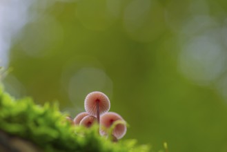 Bleeding fairy helmet (Mycena haematopus), nature photograph, close-up, Schneeren, Neustadt am