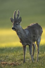 European roe deer (Capreolus capreolus) buck with velvet horns and winter coat in the morning