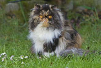 Persian cat, long-haired cat, meadow