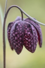 Snake's head fritillary (Fritillaria meleagris), Emsland, Lower Saxony, Germany, Europe