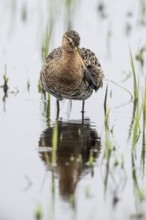 Black-tailed Godwit (Limosa limosa), Lower Saxony, Germany, Europe