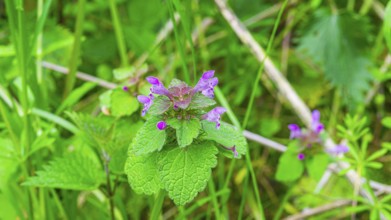 A red deadnettle (Lamium purpureum), close-up, nature photograph, landscape format, Pflenze,