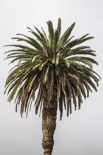 Canary Island date palm (Phoenix canariensis), Lanzarote, Canary Islands, Spain, Europe