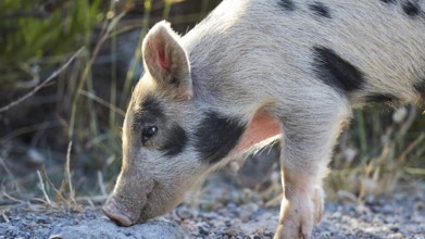 A piglet sniffing the ground along a path, farm animals, Mani Peninsula, Peloponnese, Greece,