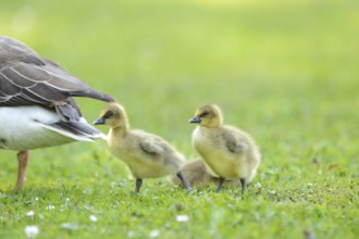 Close-up of Greylag Goose (Anser anser) chicks on a medow in spring