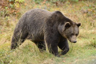 Eurasian brown bear (Ursus arctos arctos) in an autumn forest, Bavarian Forest National Park