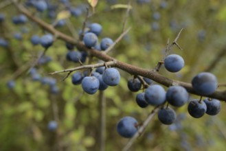 Branch with blue berries, Blackthorn (Prunus spinosa), Bavaria