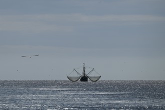 Crab cutter, seagulls, North Frisia, Schleswig-Holstein, Germany, Europe