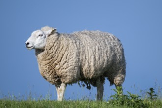 Sheep on the dyke, Hauke-Haien-Koog, North Frisia, Schleswig-Holstein, Germany, Europe