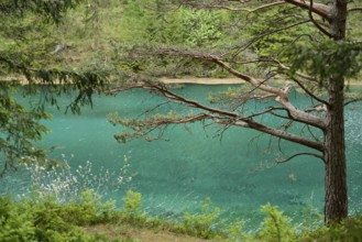 A tree with overhanging branches on the shore of a lake with clear water and dense forest in the