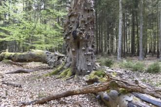 Old beech tree with tinder fungi, Darß, Mecklenburg-Vorpommern, Germany, Europe