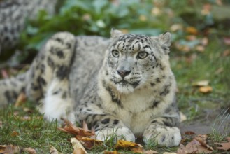 Snow leopard (Panthera uncia syn. Uncia uncia) in an autumn forest, captive