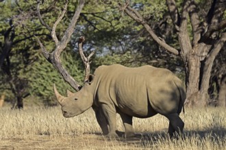 A white rhinoceros (Ceratotherium simum) in the early morning, Okapuka Ranch, Namibia, Africa