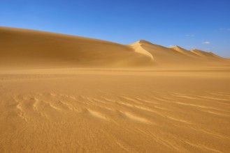 Endless sand dunes under a clear blue sky with few clouds, Matruh, Great Sand Sea, Libyan Desert,