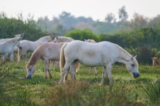 White Camargue horses grazing in a green, peaceful landscape, surrounded by nature and space,