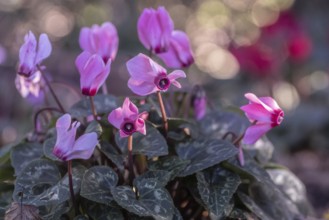 Cyclamen hederifolium or Neapolitan cyclamen (Cyclamen hederifolium), Emsland, Lower Saxony,