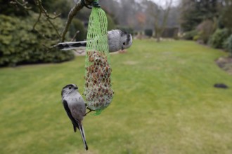 Long-tailed tits (Aegithalos caudatus) at the tit dumpling, winter feeding in the garden, North