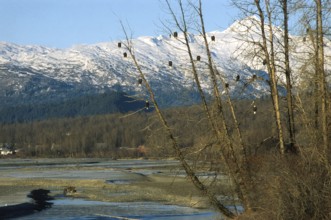 Bald eagle (Haliaeetus leucocephalus), clusters of eagles hunting for salmon, Chilkat River near